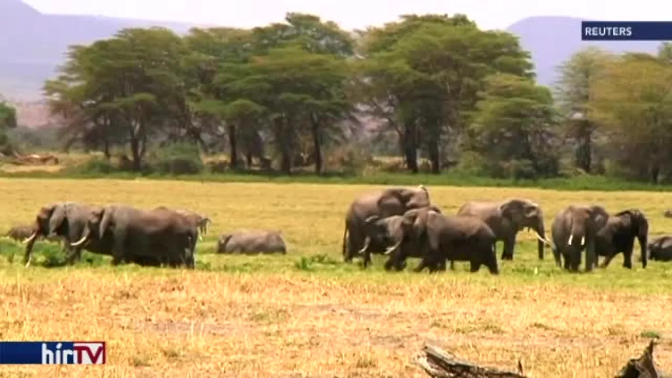 Hírvilág – Vadorzás