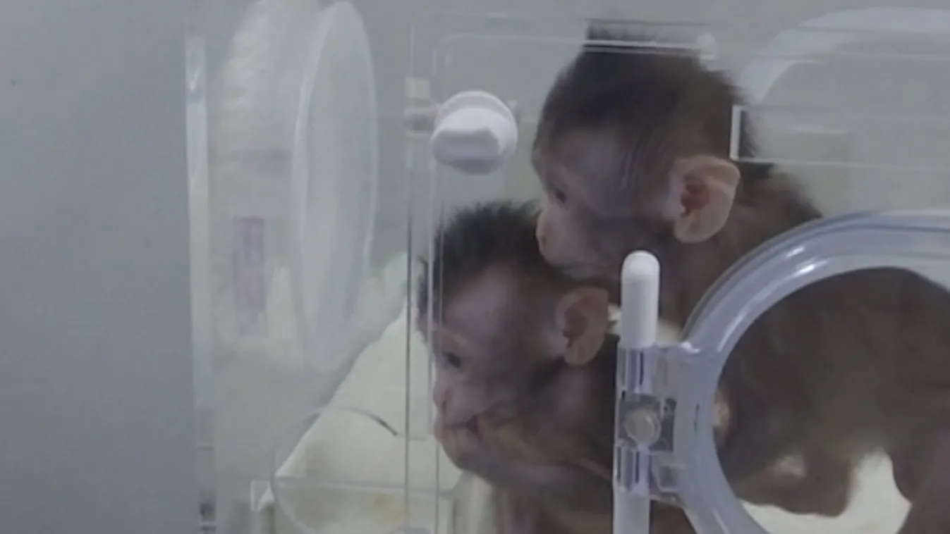 Makákókat klónoztak