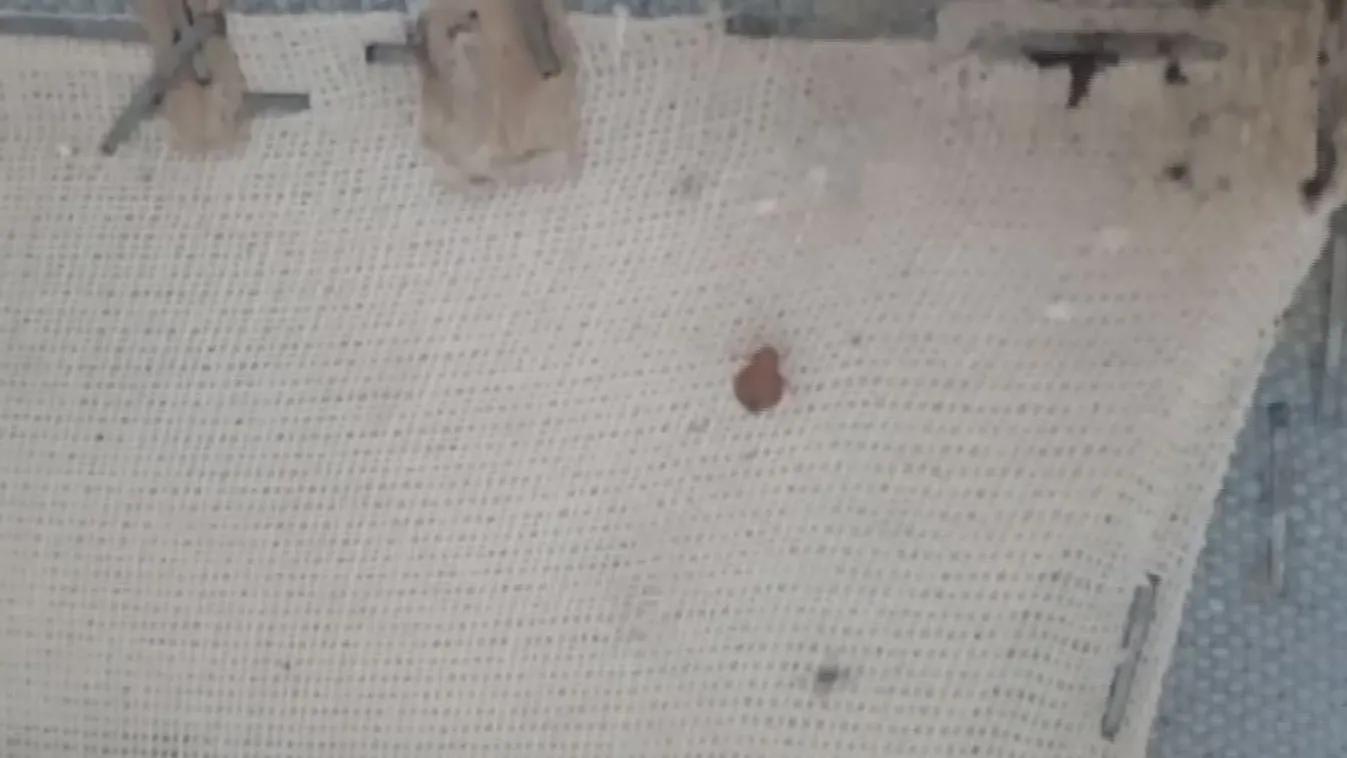 Ellepték a poloskák a pszichiátriát, kórházba kerülnek a betegek