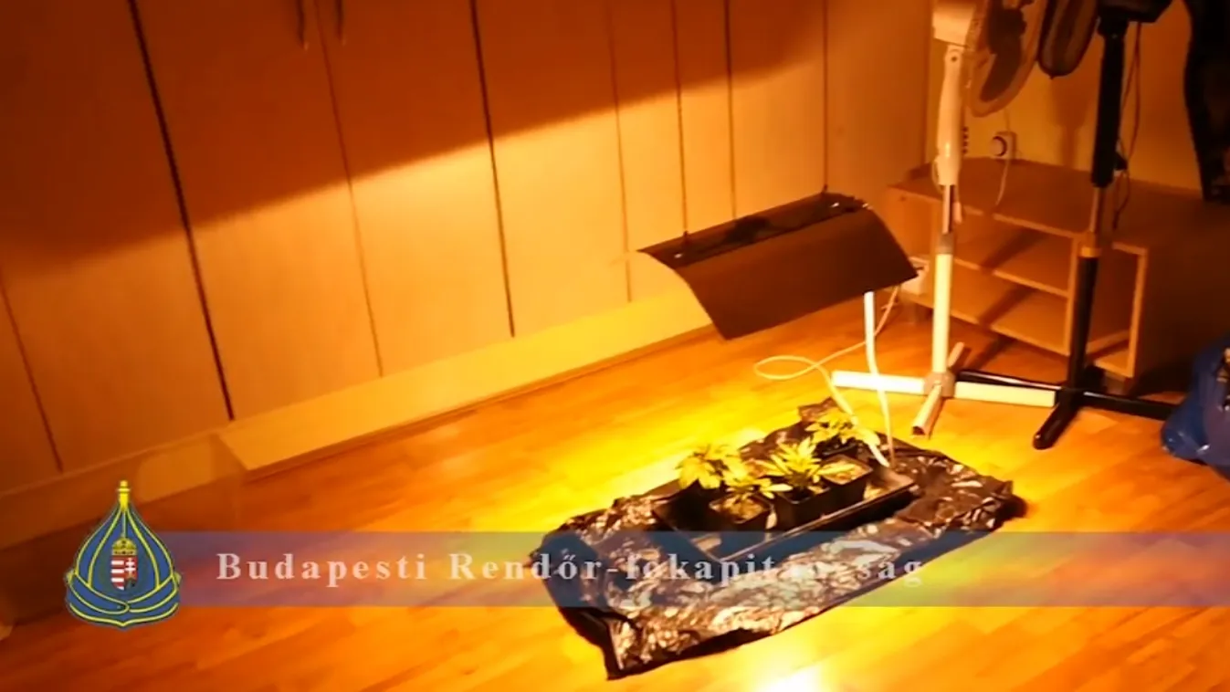 Termesztette, árulta, bilincsben