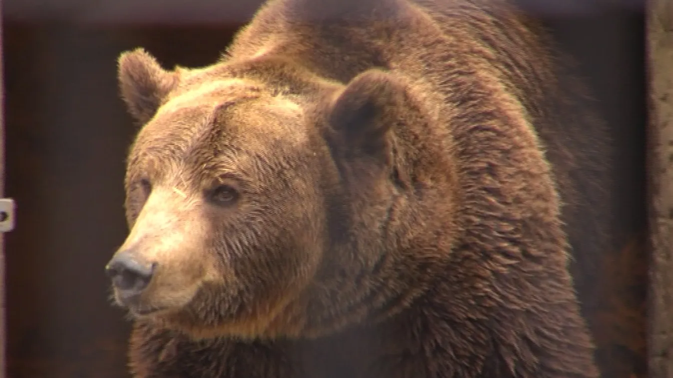 A pécsi állatkert medvéje szerint már nem lesz hosszú a tél