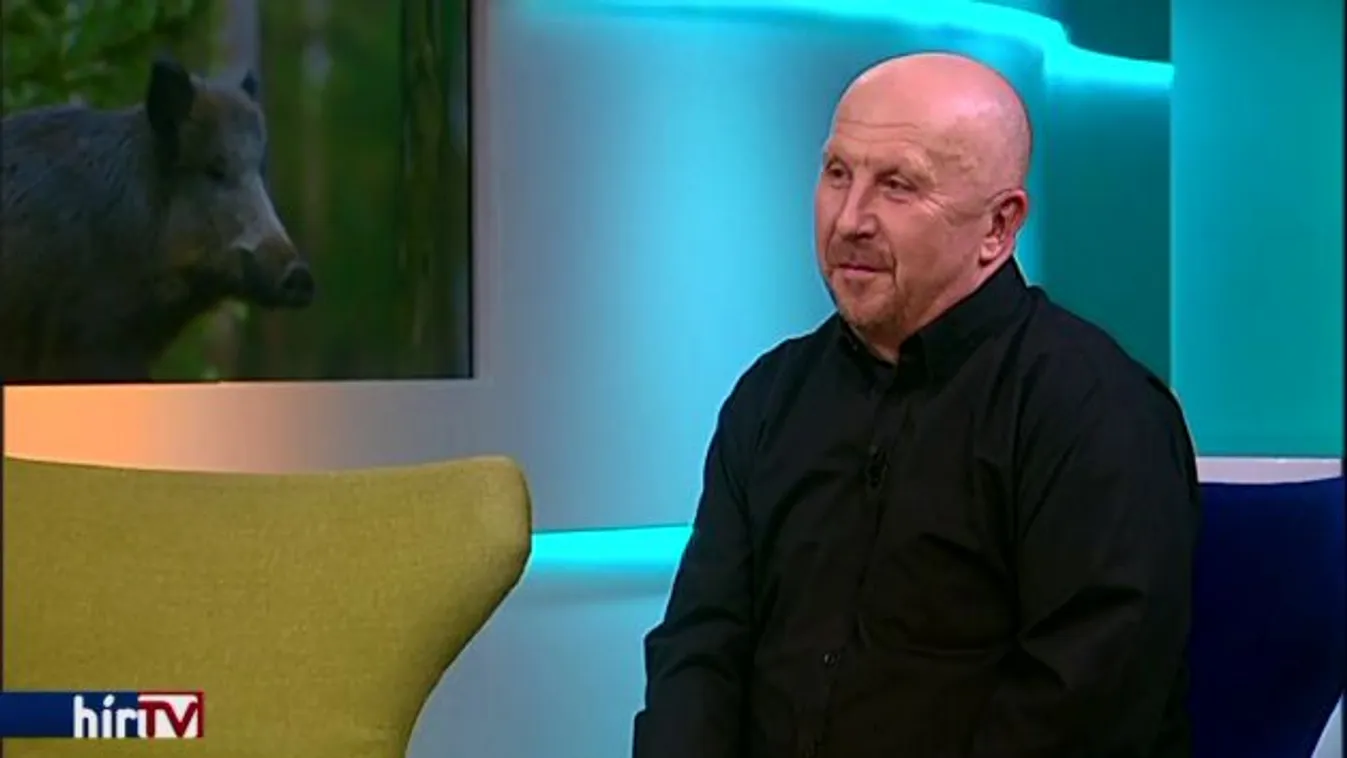 Vaddisznók a szigeten