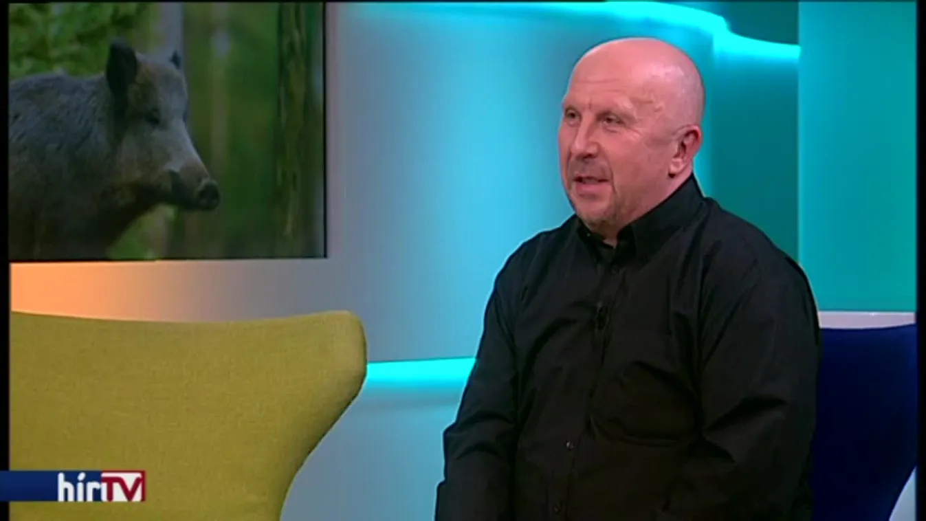 Reggeli járat – Vaddisznók a szigeten