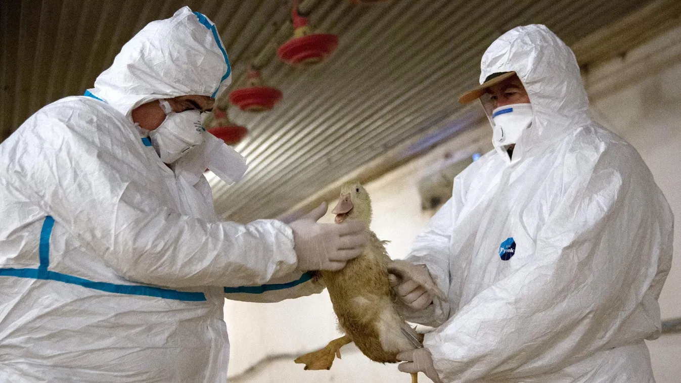 Óriási kárt okozott a madárinfluenza