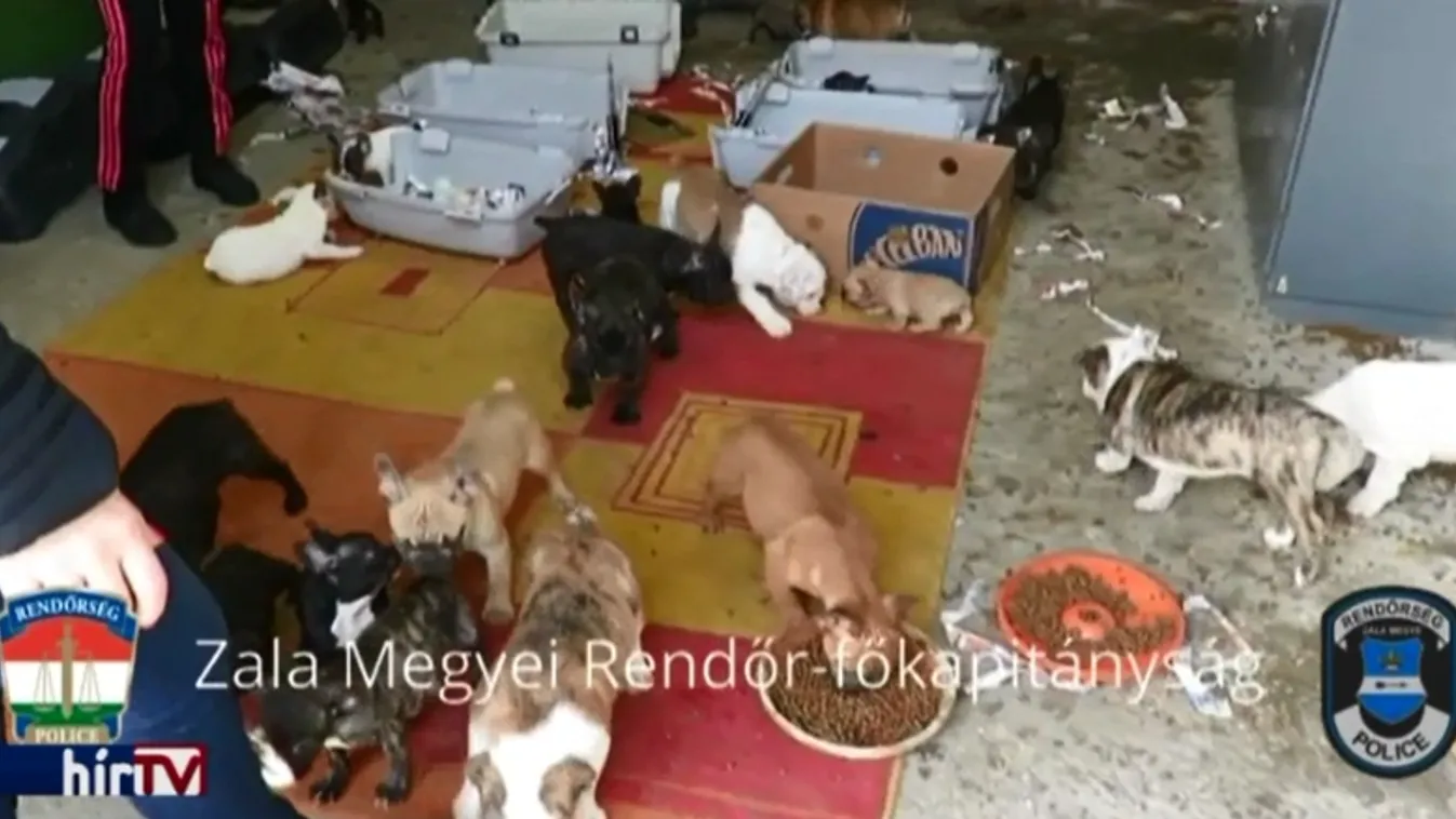 Dobozba préselve csempészték volna ki a kis buldogokat az olaszok