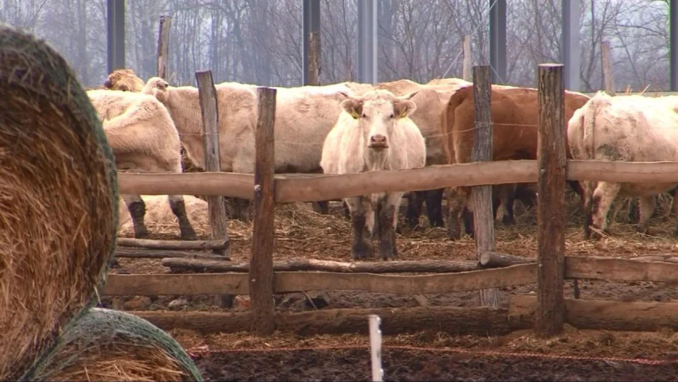 Az Elios-ügyben került elő a neve, most felesége nyert százmilliókat