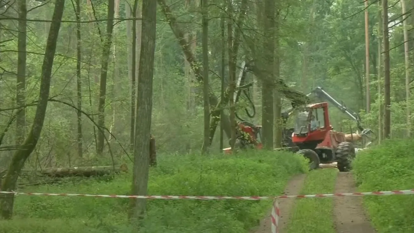 Erdőirtással sérthetett uniós jogot Lengyelország