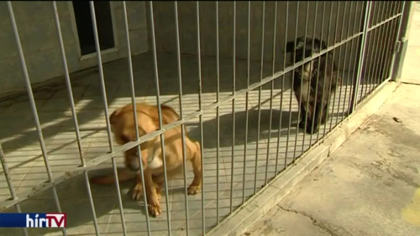 A kemény mínuszokban az állatokról se feledkezzünk meg!