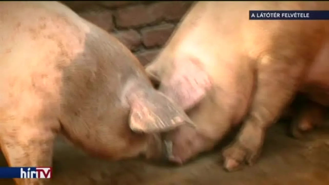 Az egész magyarországi ágazatra veszélyt jelent a sertéspestis