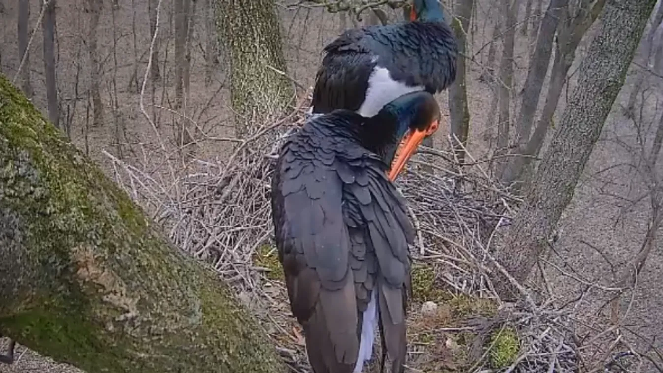 Már Magyarországon van Tóbiás,  Sára még úton