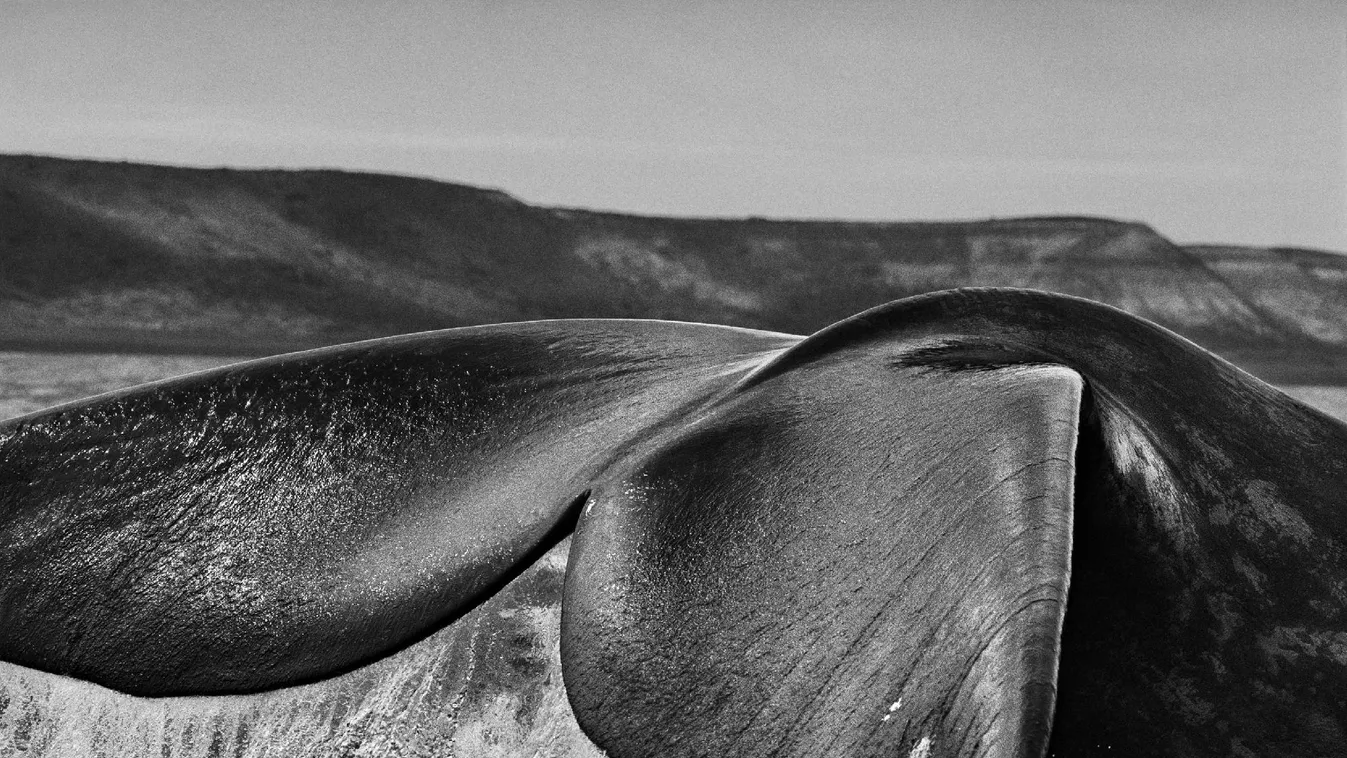 Kandikamera - Felfedező