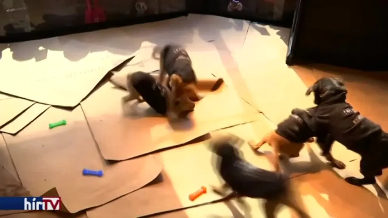 Felfedező - Kutyaélet