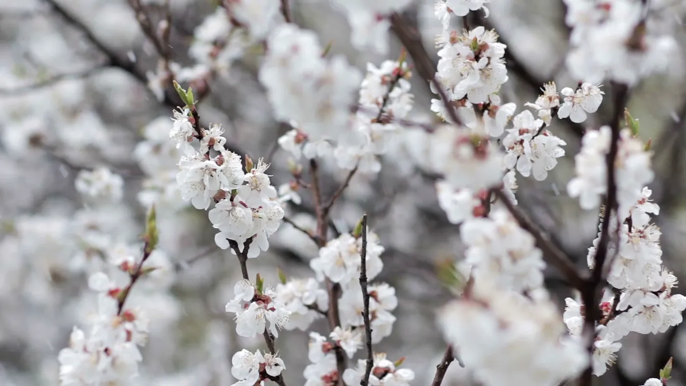 Aggódnak a gyümölcsösök tulajdonosai – Soroló