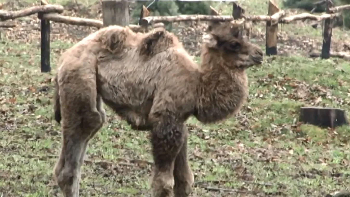 Tevecsikó született a miskolci állatkertben