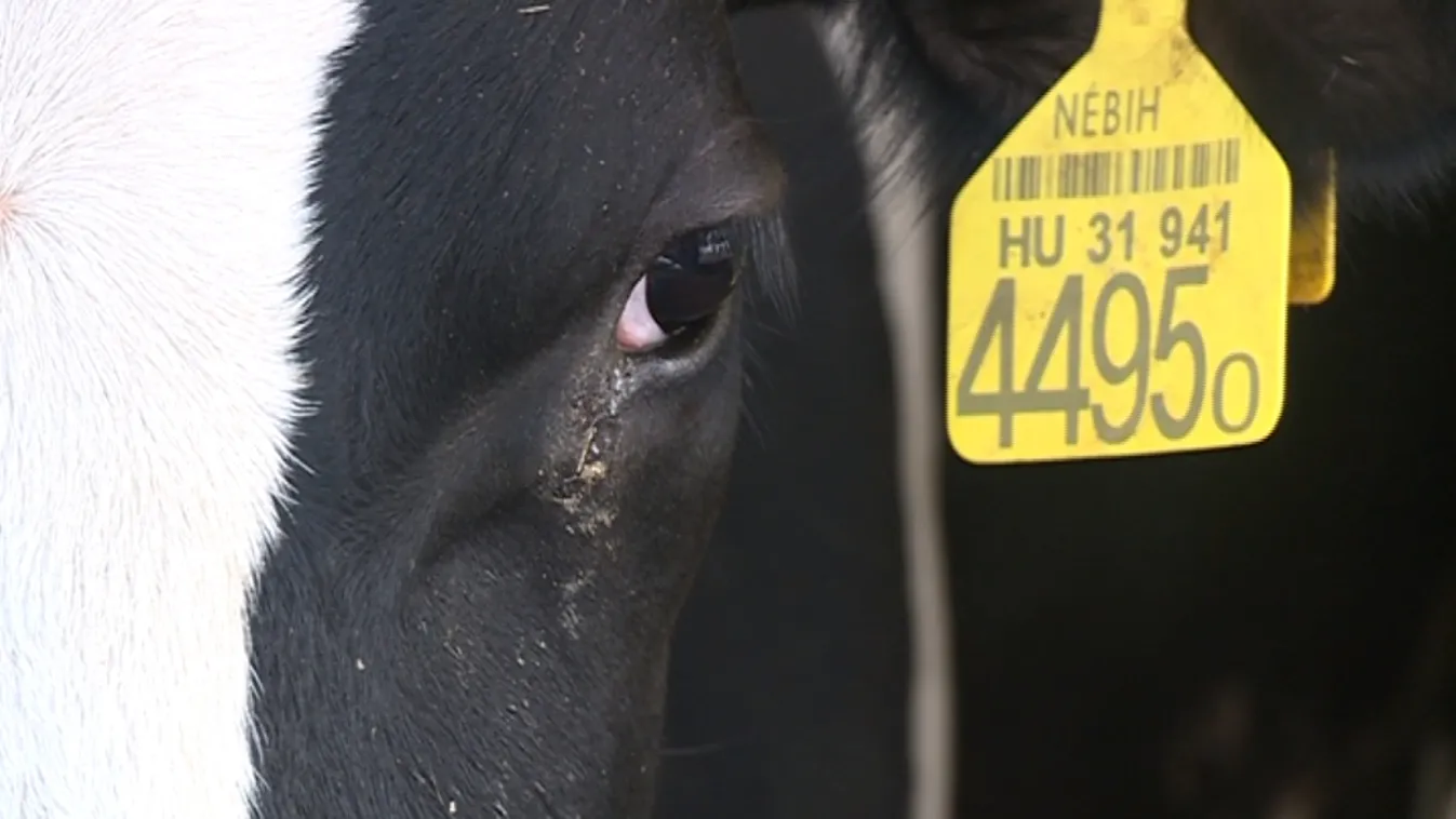 Csak a napi kiadásokra futja