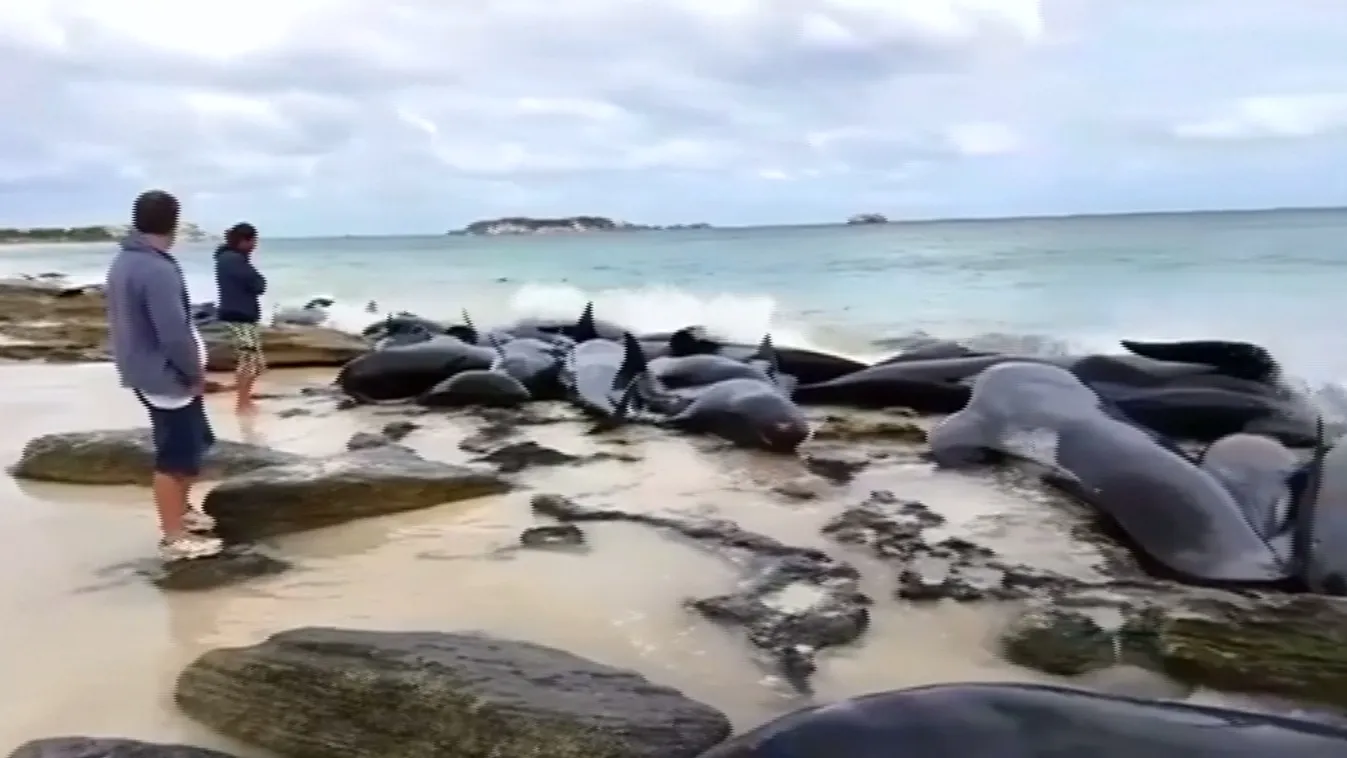 Tömegesen vetődtek partra delfinek Ausztráliában