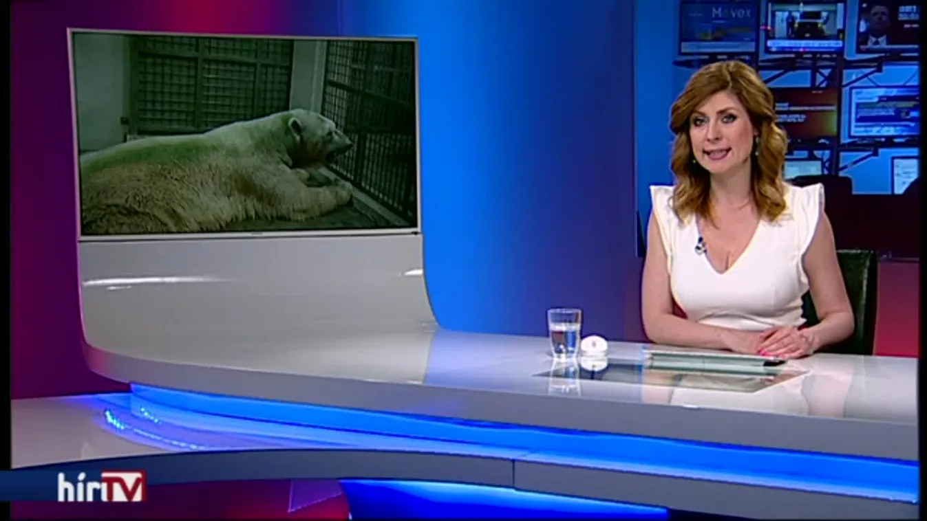 Meghalt a trópusi jegesmedve