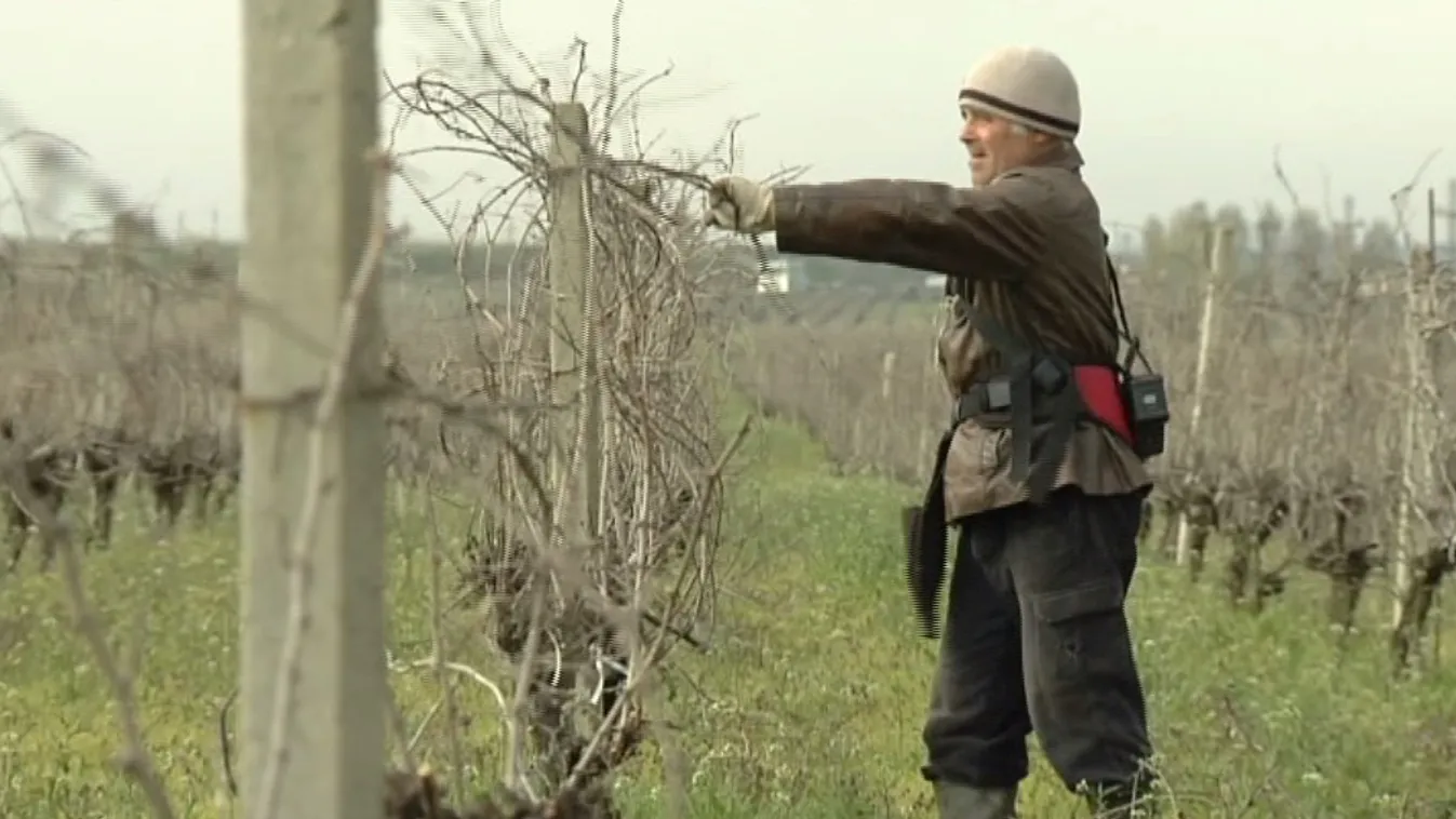 Évtizedetek óta nem készült ilyen kevés bor Európában