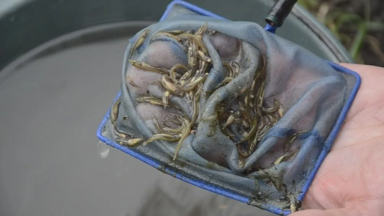 Csukákat telepítenek a héten a Balatonba