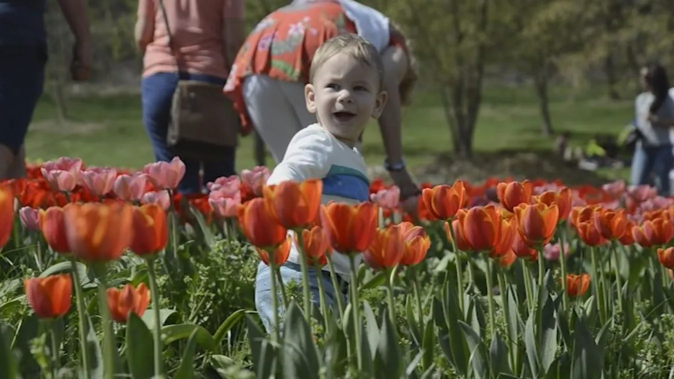 Tulipánszüretet tartottak Kőröshegyen