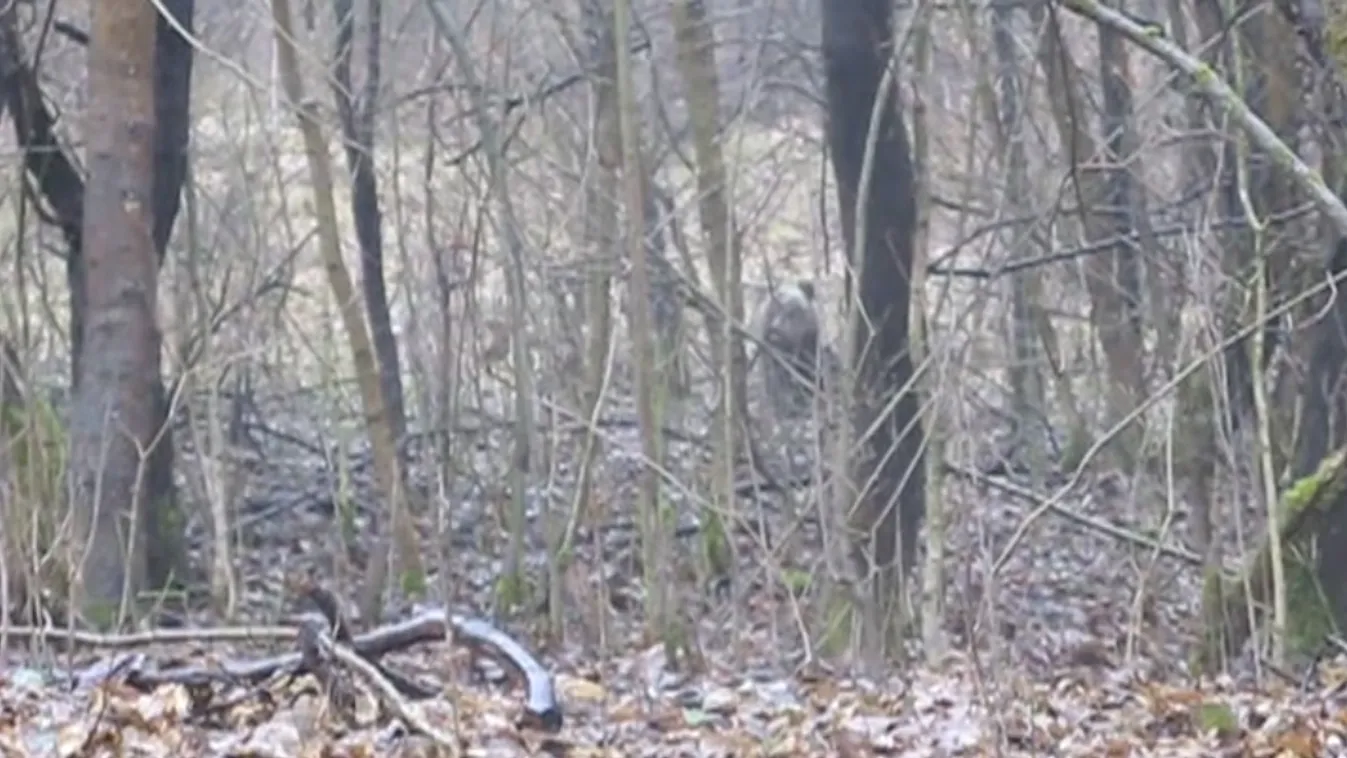 Medvét láttak az Aggteleki Nemzeti Parkban