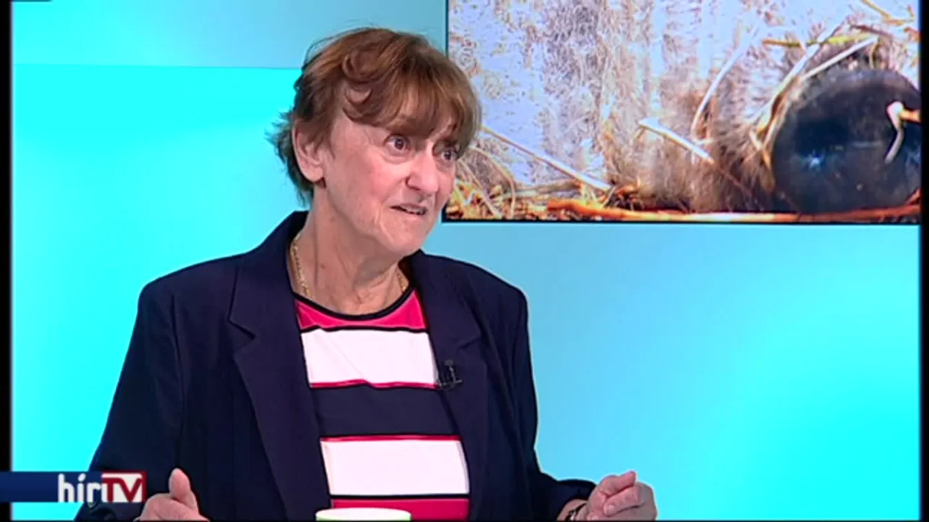 Felütötte fejét az afrikai sertéspestis