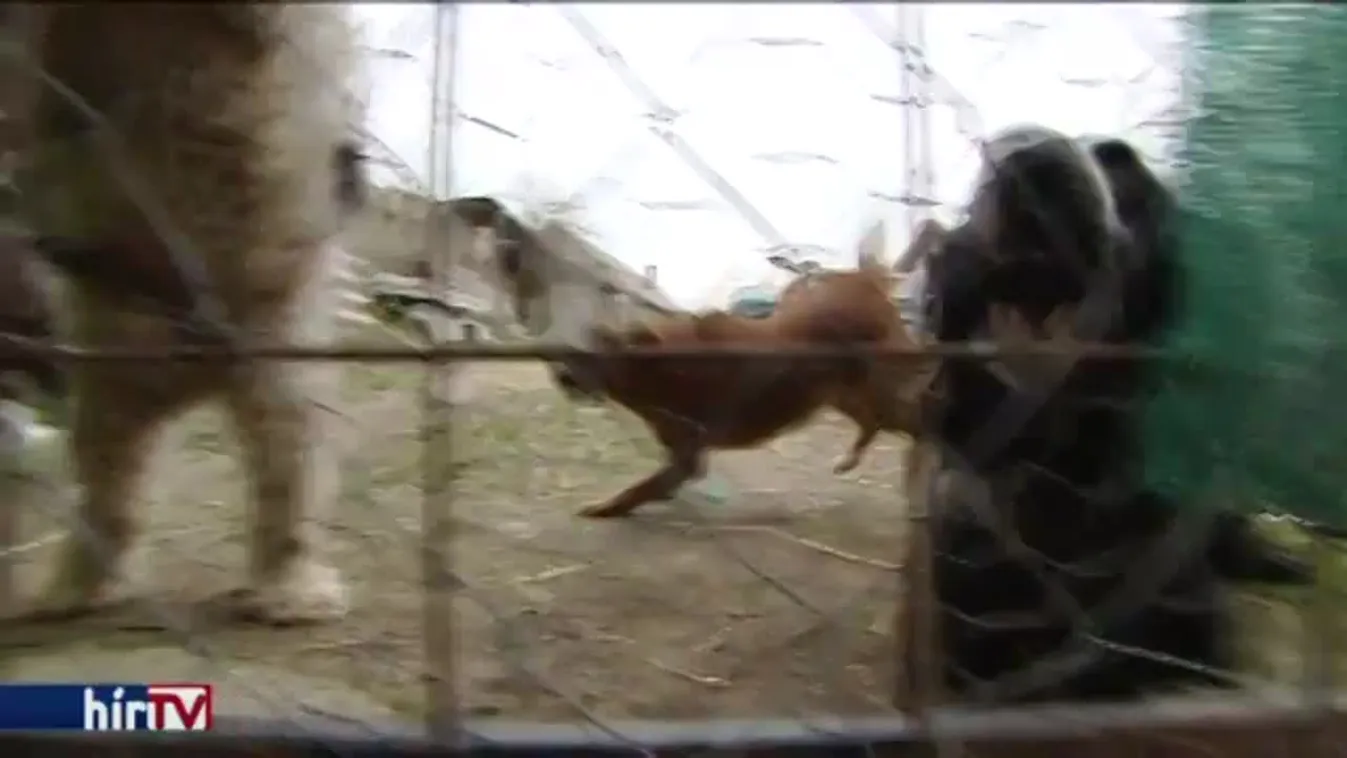 Panaszkönyv – Kutyabaj