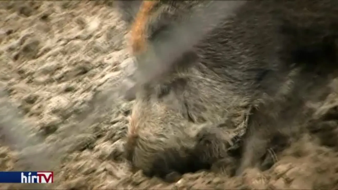 Sertéspestises vaddisznótetemre bukkantak Hevesben