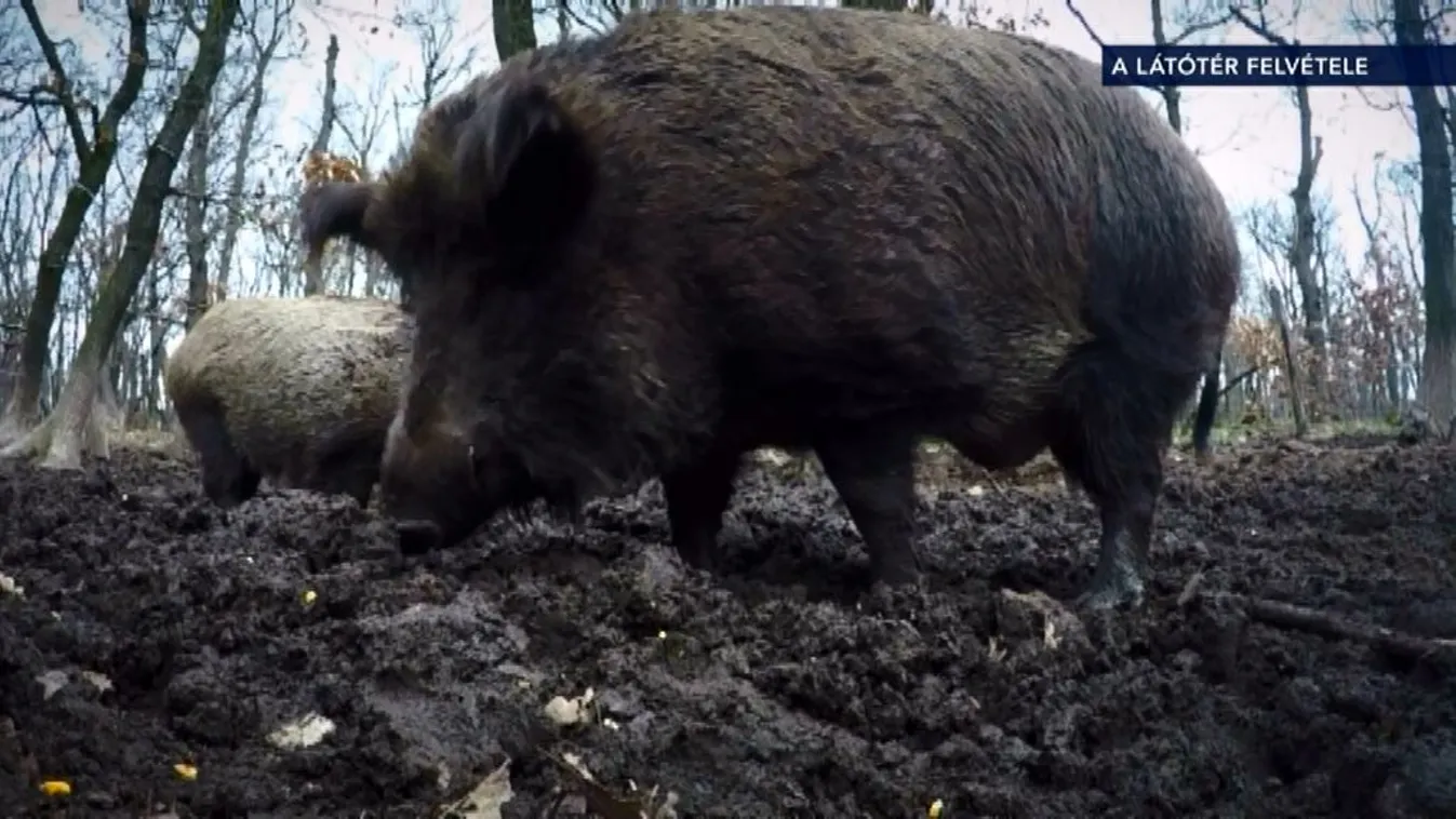 Sertéspestises vaddisznótetemre bukkantak Hevesben