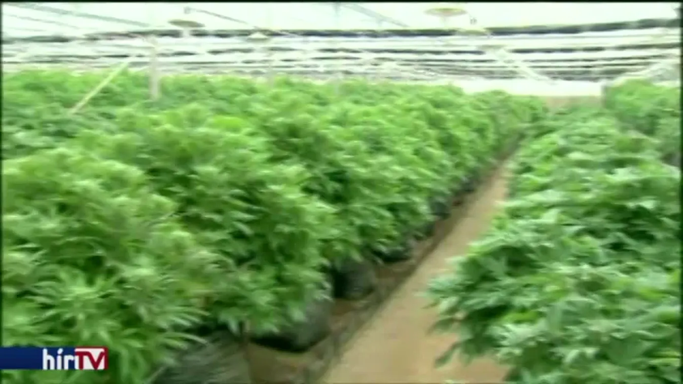 Felfedező - Marihuána