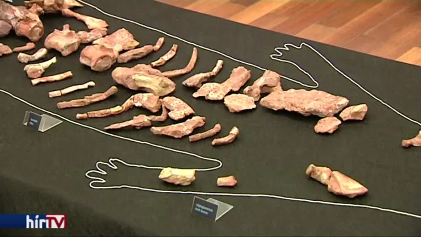 Két évtized után derült fény a gerecsei őskrokodil titkára