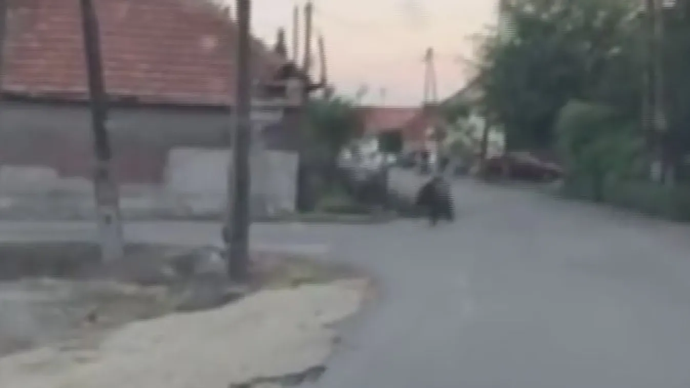 Ismét medvét láttak egy Heves megyei településen
