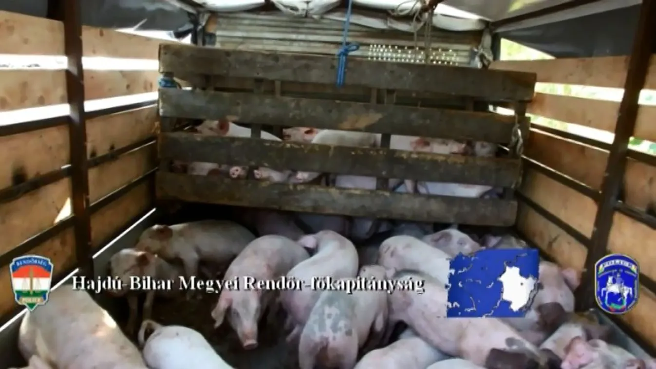 Állatkínzás miatt nyomoznak két román férfi ellen