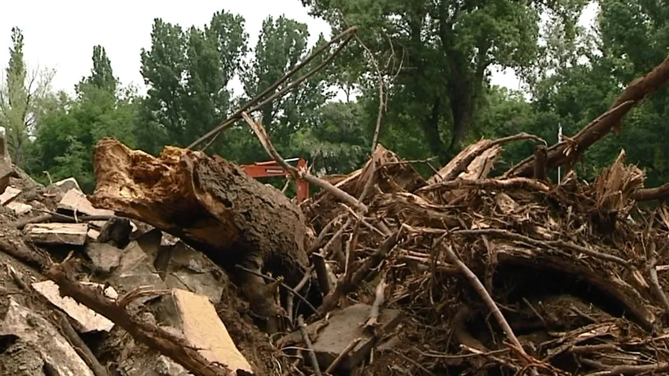Tucatnyi fát vágtak ki engedély nélkül a stadion miatt