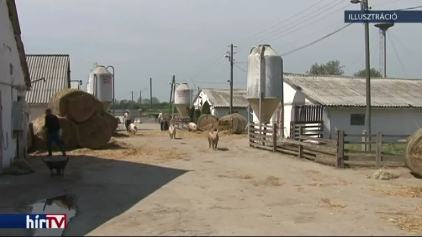 Nem fenyegeti húshiány a magyar fogyasztókat a sertéspestis miatt