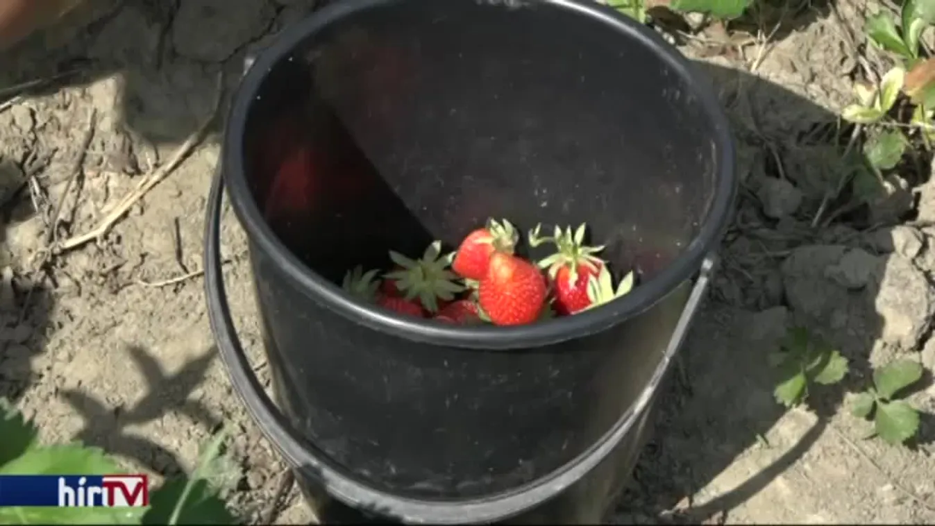 Aki teheti, vásároljon magyar epret