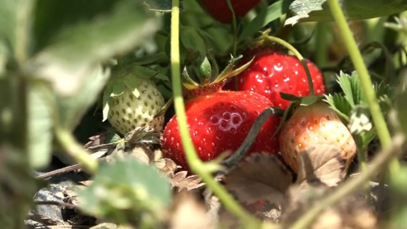 Aki teheti, vásároljon magyar epret