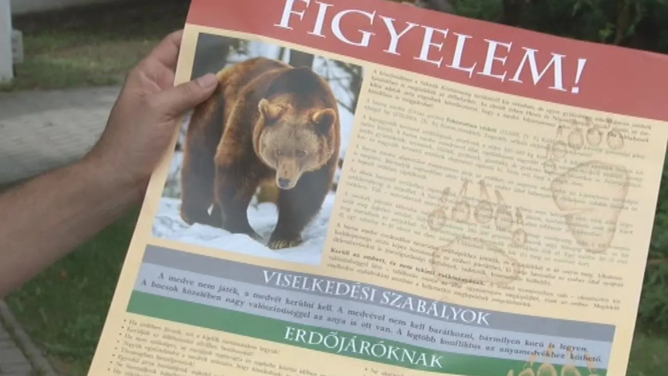 Medve okozott meglepetést Heves megyében