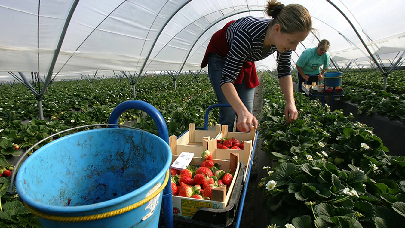 Közeledik az eperszezon vége