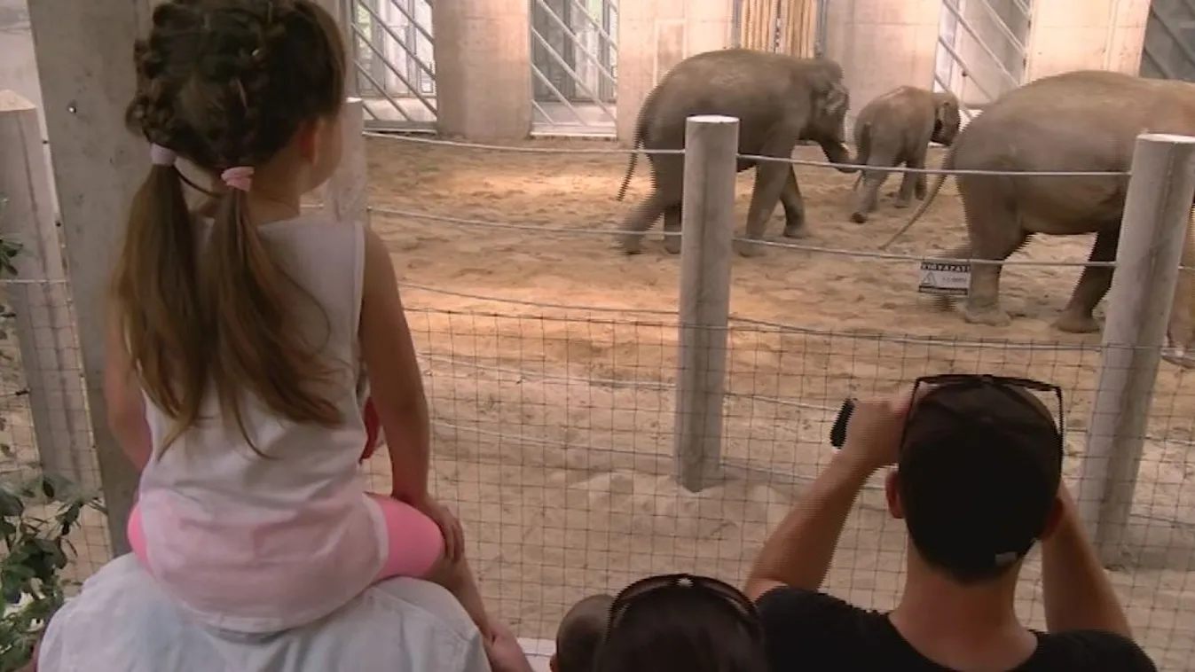 Elefántokat kaptak a szegediek gyereknapra