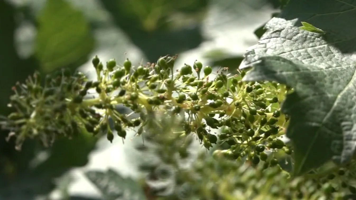 Gond van Villányban