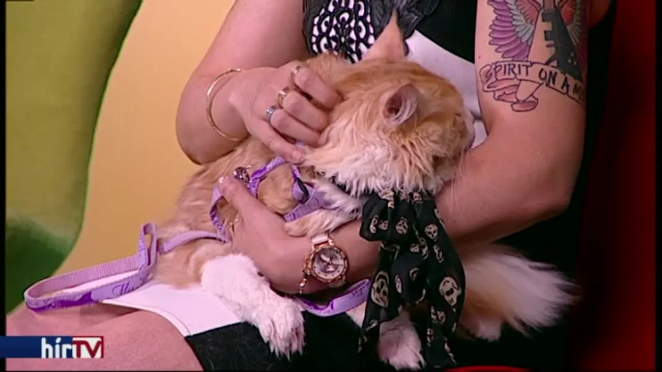 Reggeli járat – Szépségverseny sérült cicáknak