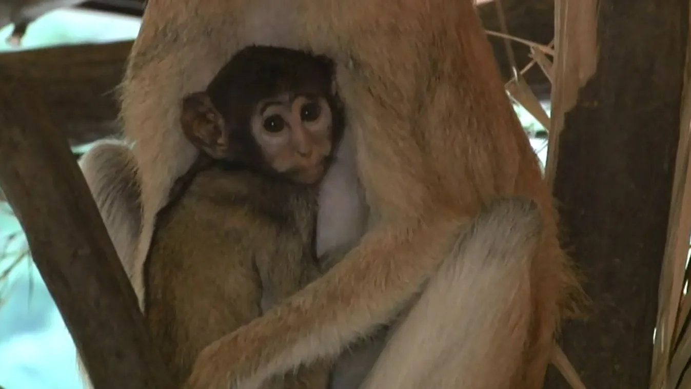 Tíz év után született huszármajom a Miskolci Állatkertben