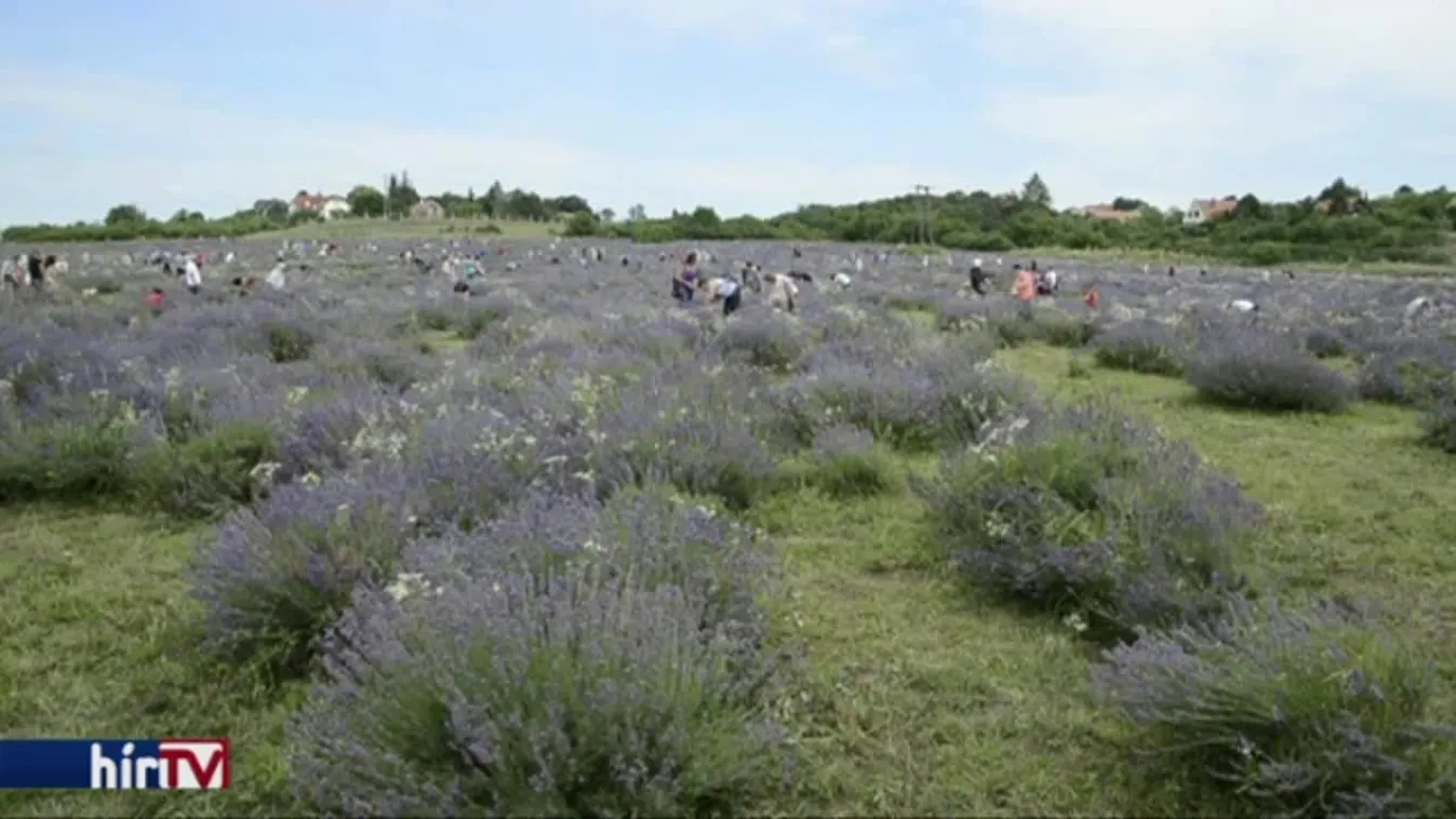 A levendula vonzza most a látogatókat a Balatonhoz