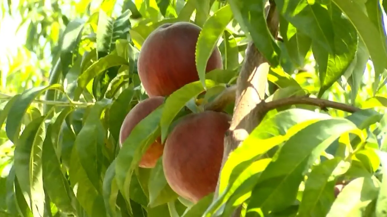 A szokásos baracktermés tizedével számolnak csak