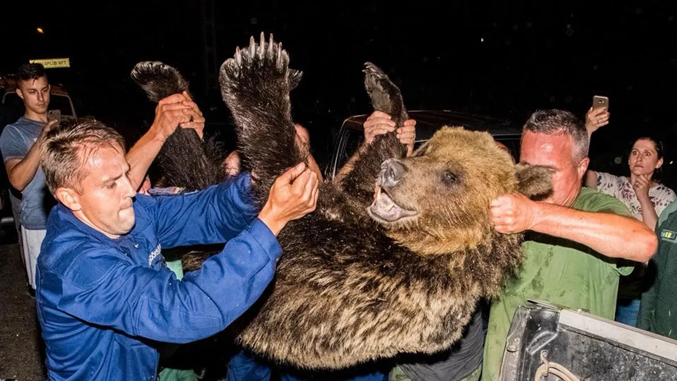 Bizottság dönt majd a medve sorsáról