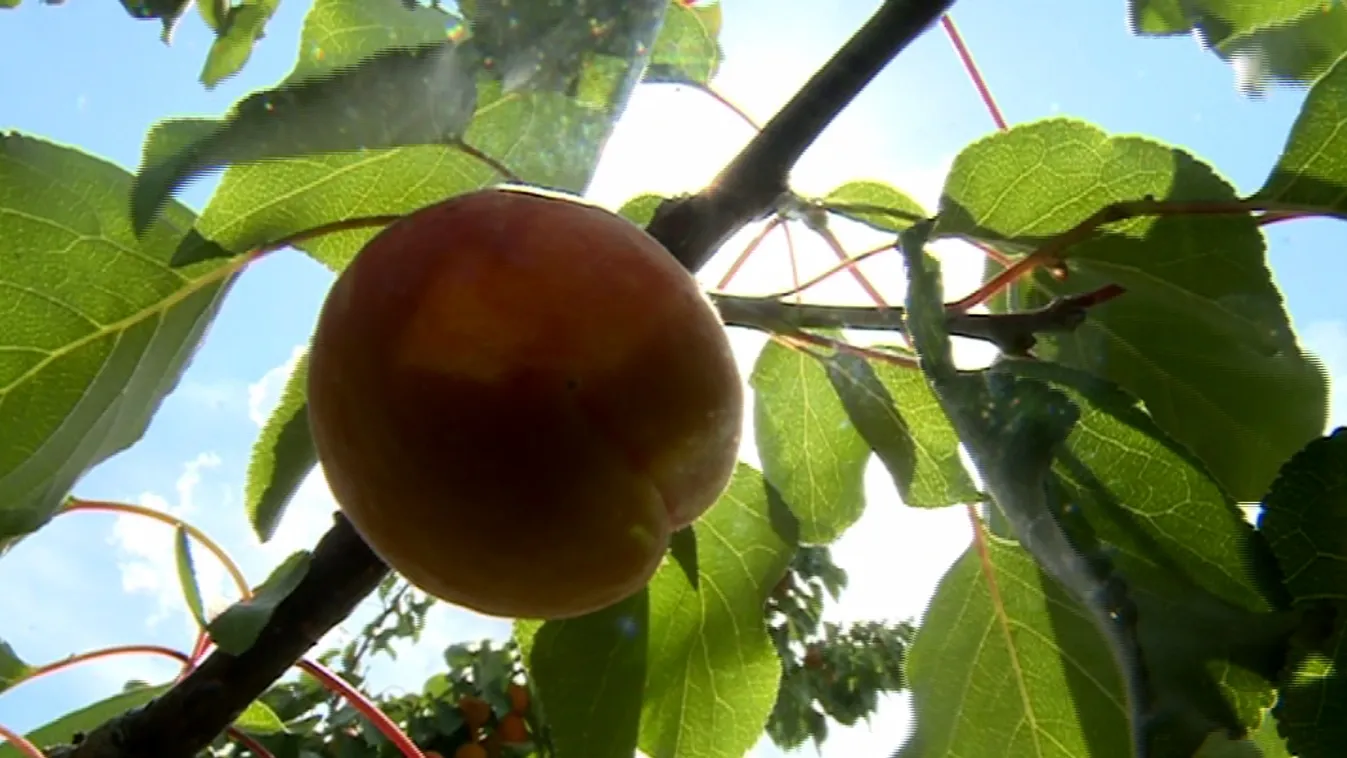 Összeérnek a gyümölcsök