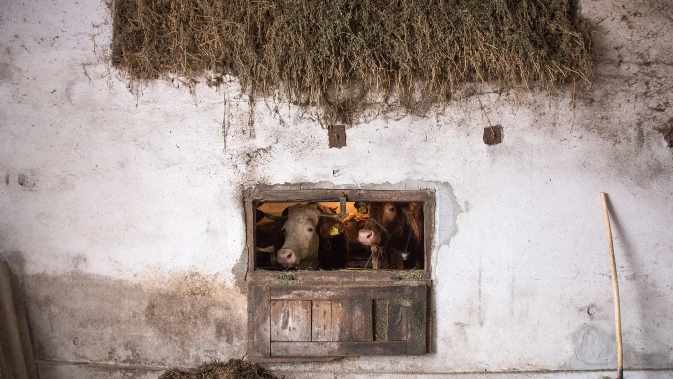 Tehenesek – Vetítő