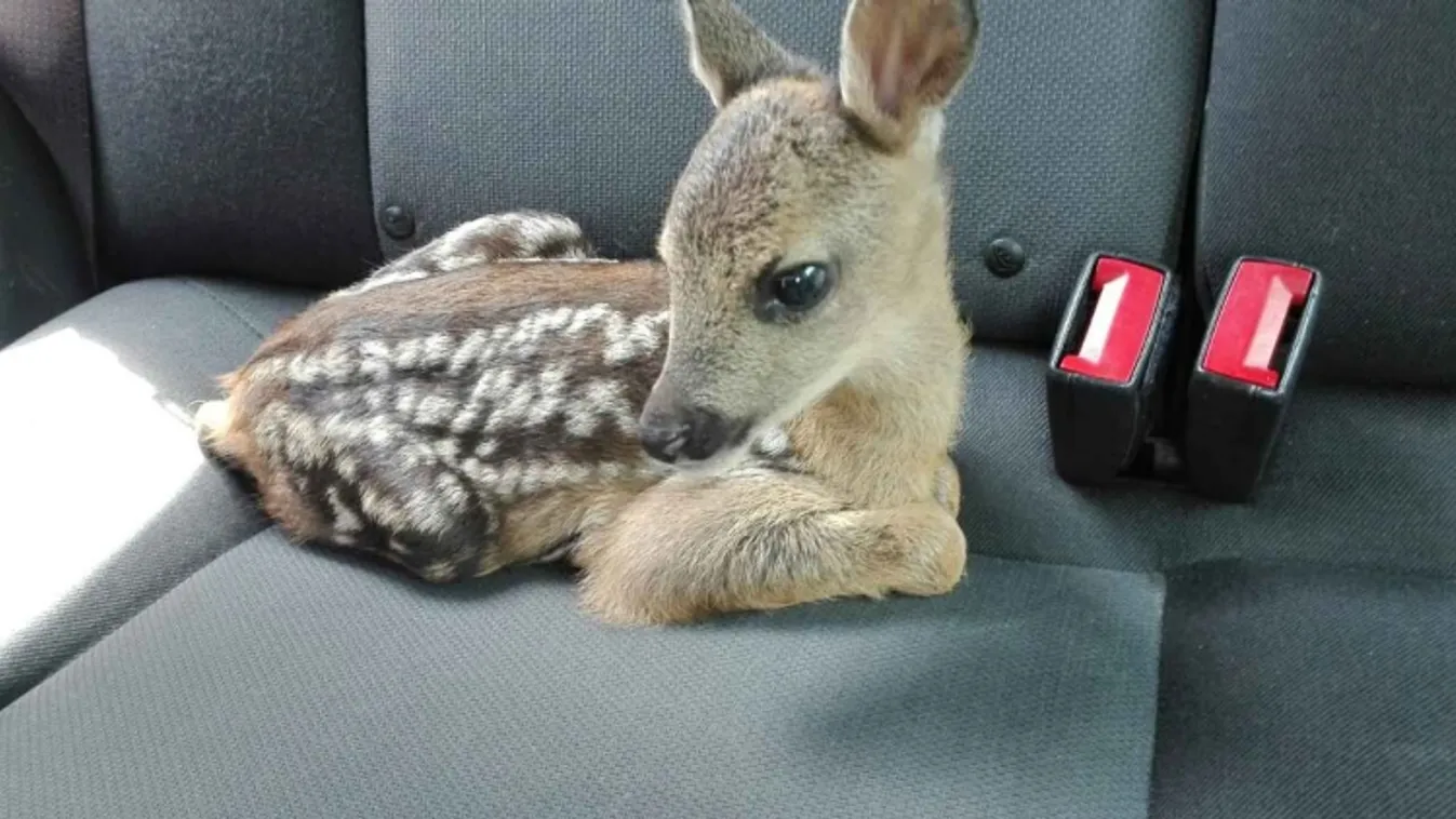 Gyakorlatozó rendőrtanoncok mentettek meg egy őzgidát