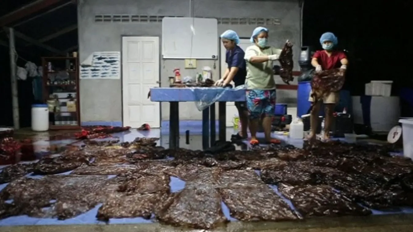 Műanyag okozta a bálna halálát